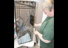 Sirena Mick (at right) of Heartland Veterinary Clinic prepares a feral cat for sedation as part of the clinic’s TNR (trap-neuter-release) program for feral cats in the area. (Photo by Brian Sanders)