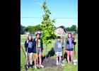 Holton Middle School students (from left) Bailey Kathrens, Emberlee Allen, Jack Etzel and Marley Gilliland, all members of the school’s Kansas Association for Youth (KAY) chapter, recently filled in the dirt around a swamp white oak tree, planted with the help of Holton city employees, at Holton’s Countryside Park. The tree-planting was heralded as the KAY chapter’s last part of its park improvement plan, which began with fund-raising for construction of the park’s concrete fitness path. 	