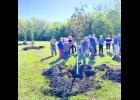 In the photo above, Holton city employee Nathan Doyle is shown filling in a hole for one of three new trees planted at Countryside Park in memory of a member of the HHS Class of 1963. A special tree-planting ceremony was held recently to remember three of the classmates, Cheryl Zibell Blevins, Daryl Roller and Steve Baker.